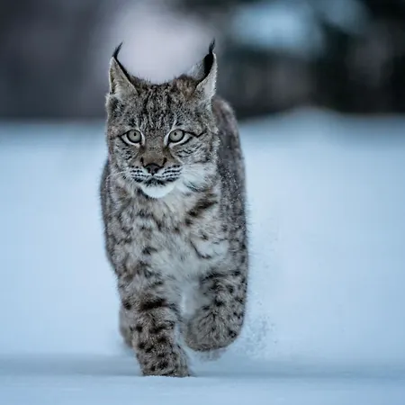 Apartamento Smrek Martina Apr.c.57