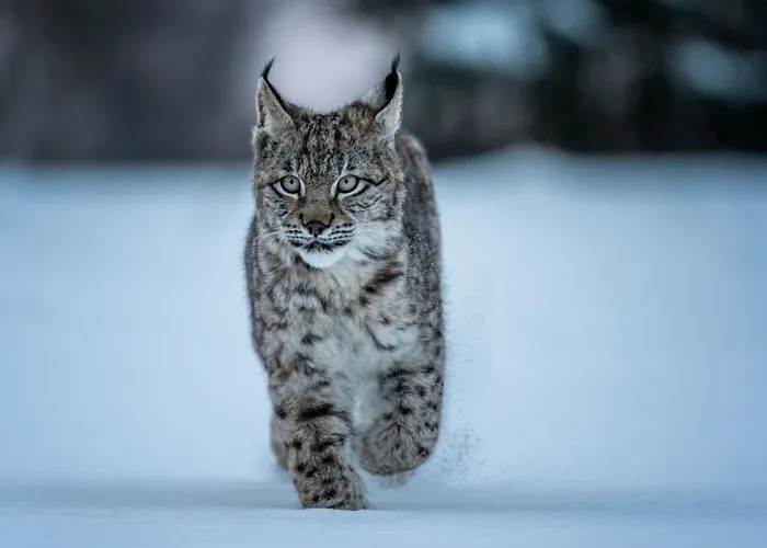 アパート Smrek Martina Apr.c.57